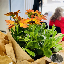 Blumen